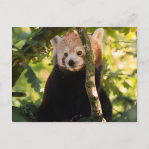 Roter Panda Postkarte