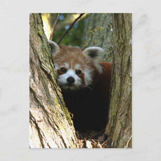 Roter Panda Postkarte (Vorderseite)