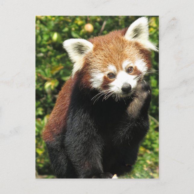 Roter Panda Postkarte (Vorderseite)