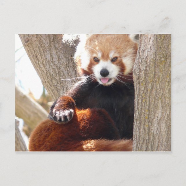 Roter Panda Postkarte (Vorderseite)