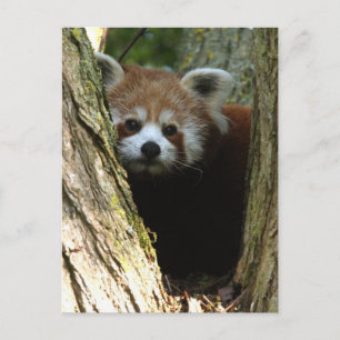 Roter Panda Postkarte