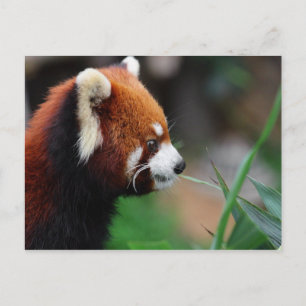 Roter Panda Postkarte