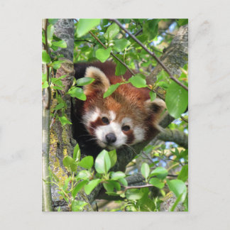 Roter Panda Postkarte