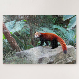 roter Panda Puzzle