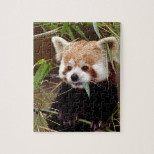 Roter Panda Puzzle