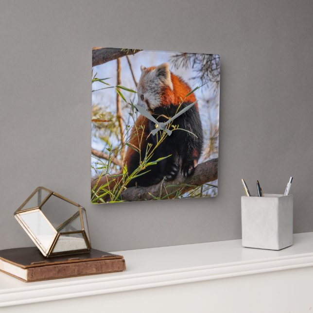 Roter Panda Quadratische Wanduhr (Büro)