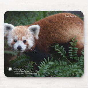 Roter Panda Smithsonian   Mousepad