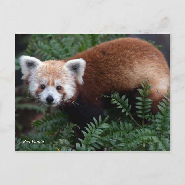 Roter Panda Smithsonian | Postkarte (Vorderseite)