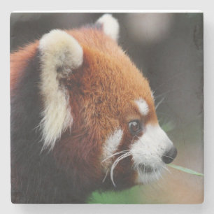 Roter Panda Steinuntersetzer
