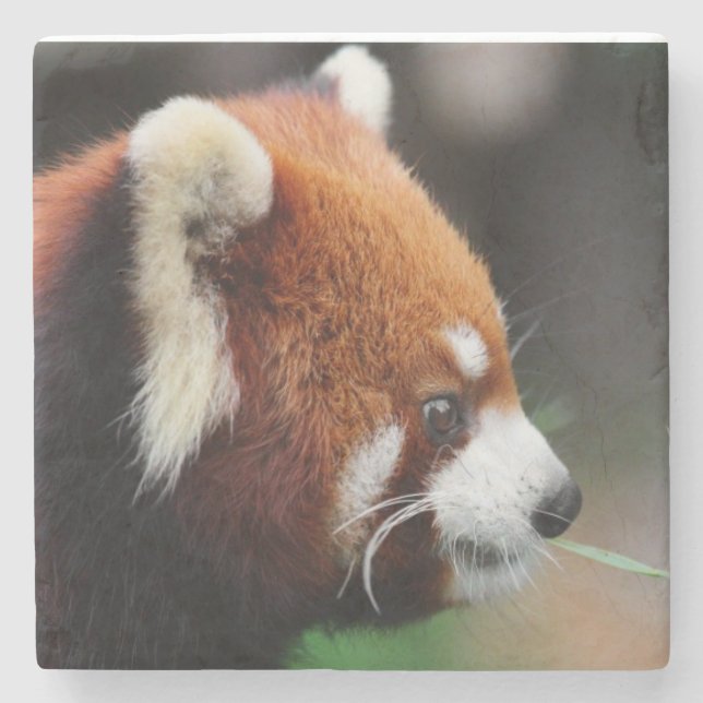 Roter Panda Steinuntersetzer (Vorderseite)