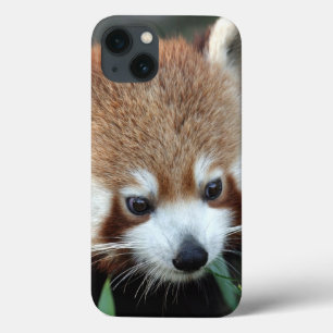Roter Panda, Taronga Zoo, Sydney, Australien Case-Mate iPhone Hülle