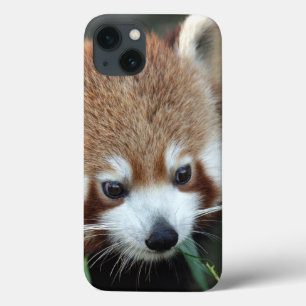 Roter Panda, Taronga Zoo, Sydney, Australien Case-Mate iPhone Hülle