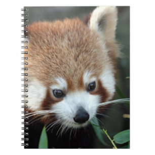 Roter Panda, Taronga Zoo, Sydney, Australien Notizblock