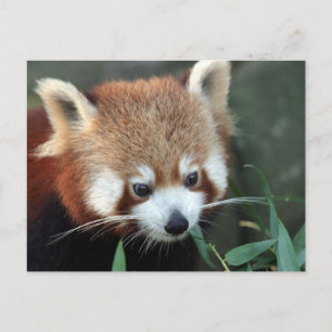 Roter Panda, Taronga Zoo, Sydney, Australien Postkarte