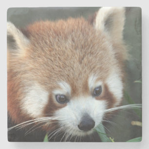 Roter Panda, Taronga Zoo, Sydney, Australien Steinuntersetzer
