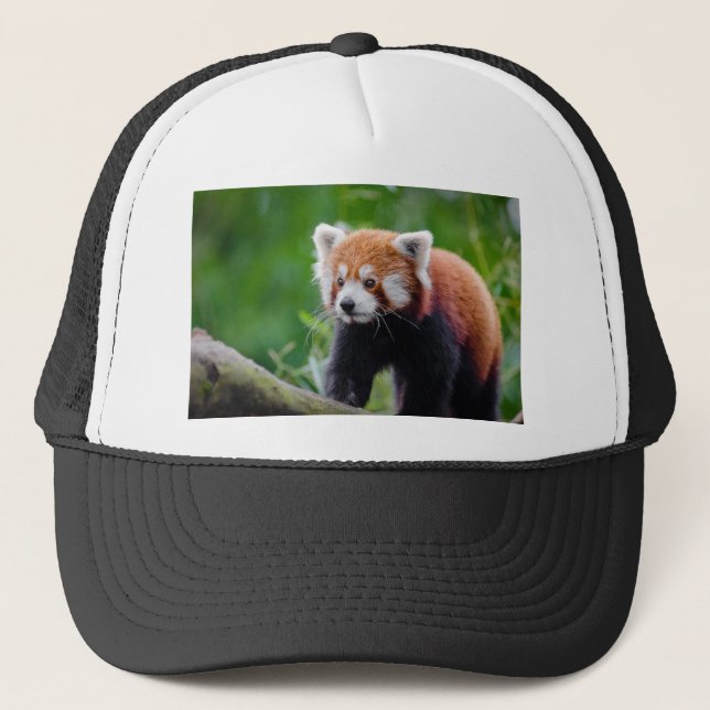 Roter Panda Truckerkappe (Vorderseite)