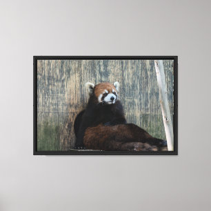 Roter Panda Vibes Stretch Leinwand Druck