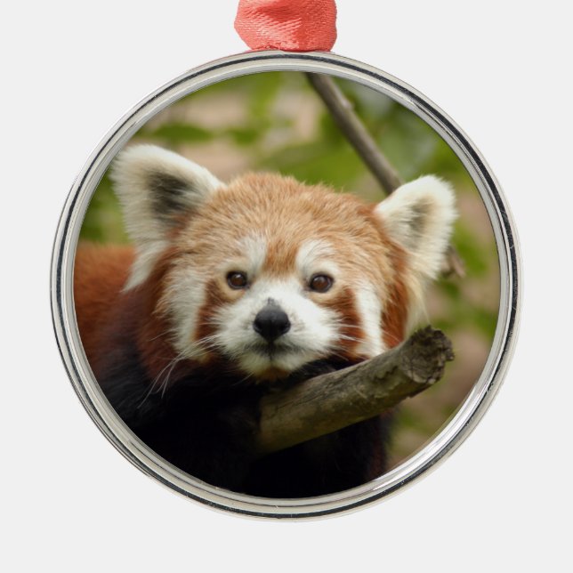 Roter Panda-Weihnachtsverzierung Silbernes Ornament (Vorne)