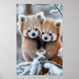 Roter Panda Wildtier in natürlicher Umgebung Poster