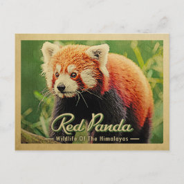 Roter Panda - Wildtiere im Himalaya Postkarte