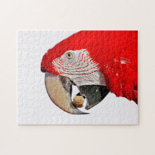 Roter Papagei mit Erdnuss Puzzle