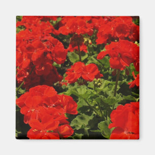 Roter Pelargonie-Magnet Magnet