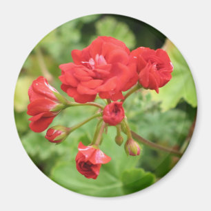 Roter Pelargonie-Magnet Magnet