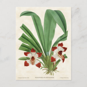 Roter Pescatorea Orchid Vintag Botanisch Postkarte