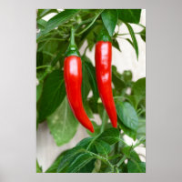 Roter Pfeffer