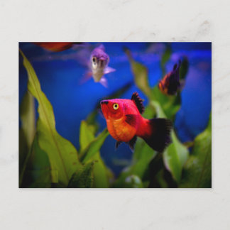Roter Platy Fish Postkarte