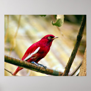 Roter Pompadour Cotinga Poster