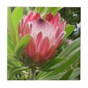 Roter Protea Fliese