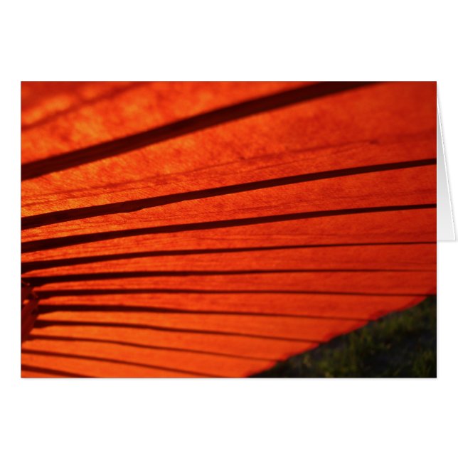 Roter Regenschirm (Vorderseite (Horizontal))