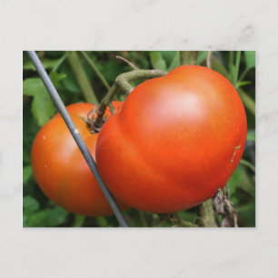 Roter Reisengarten Tomaten/Paradeiser Natur Foto P Postkarte
