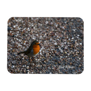 Roter Robin auf Kies im Garten Postkarte Magnet