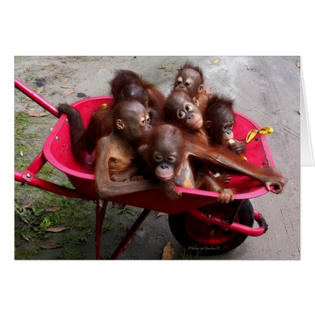 Roter Rollbarrow Orangutan Babys (Vorderseite (Horizontal))