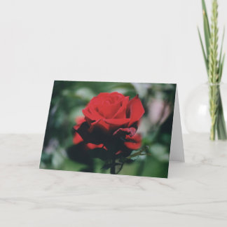 Roter Rosen-Feiertagskarte Feiertagskarte