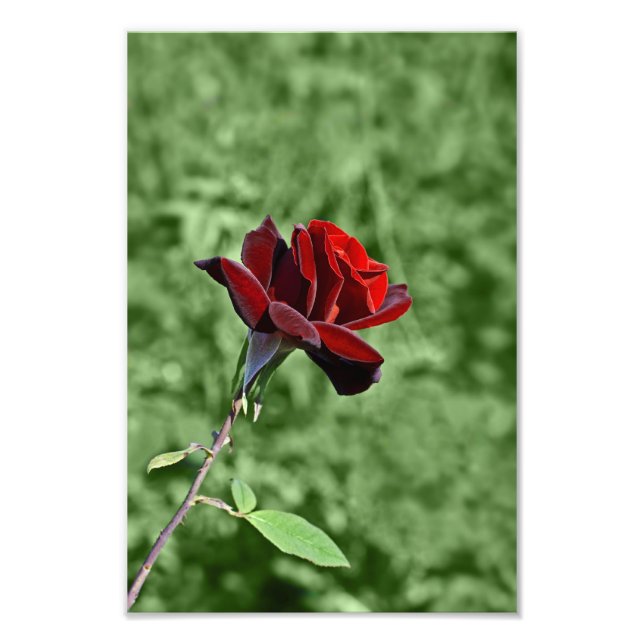 Roter Rosen-Fotoabzug Fotodruck (Vorne)