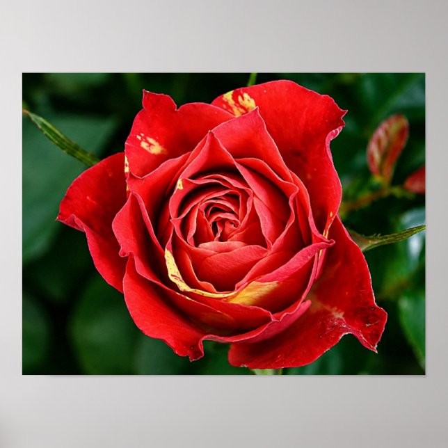 Roter Rosen-Fotografie Poster (Vorne)