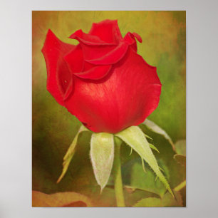 Roter Rosenknospen-Fotokunst-Druck Poster