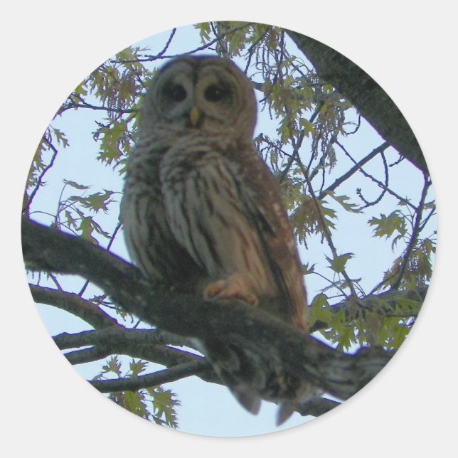 Roter Schale (Hoot Owl) Rundkleber Runder Aufkleber (Vorderseite)