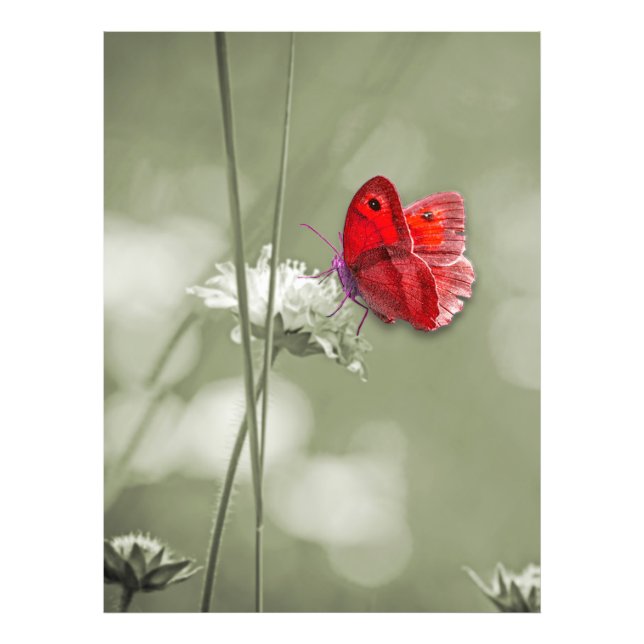 Roter Schmetterling-Foto Fotodruck (Vorne)