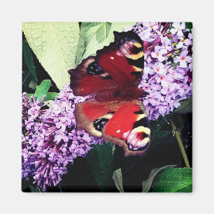 Roter Schmetterling Magnet