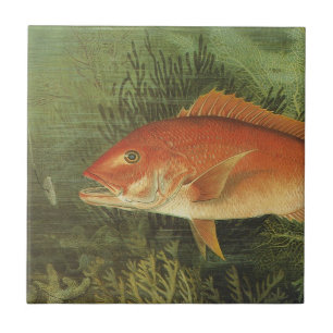 Roter Schnapper Fisch von Kilbourne, Vintage Meere Fliese