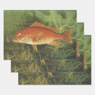 Roter Schnapper Fisch von Kilbourne, Vintage Meere Geschenkpapier Set