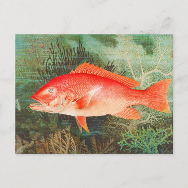 Roter Schnappfisch Vintag Postkarte (Vorderseite)