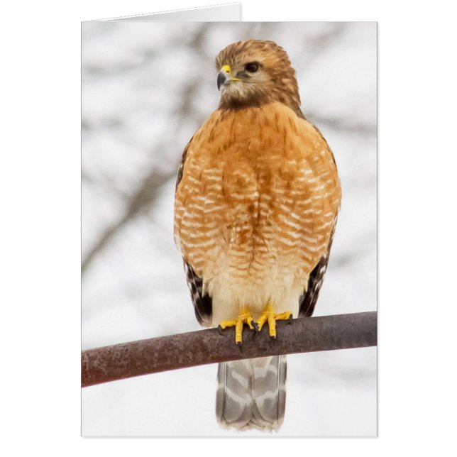 Roter Schulter Hawk (Vorne)