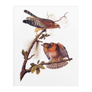 Roter Schulter Hawk Audubon Bird of Prey Acryl Wandkunst