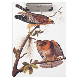 Roter Schulter Hawk Audubon Bird of Prey Klemmbrett