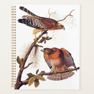 Roter Schulter Hawk Audubon Bird of Prey Planer